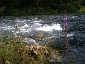 The River Eume, July