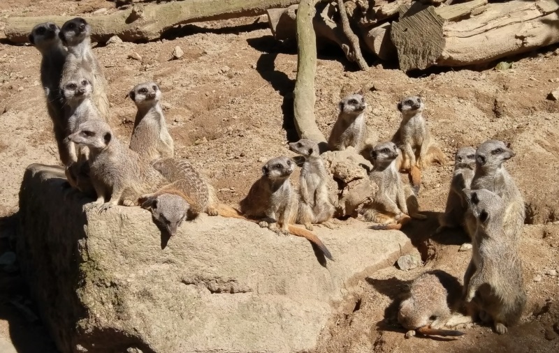 Meerkats at Newquay Zoo