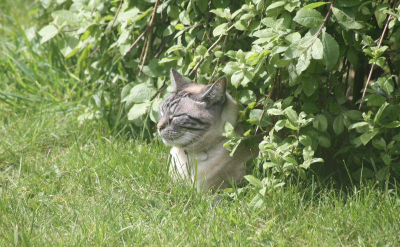 A cat sleeping, with her head stuck out from under a bush