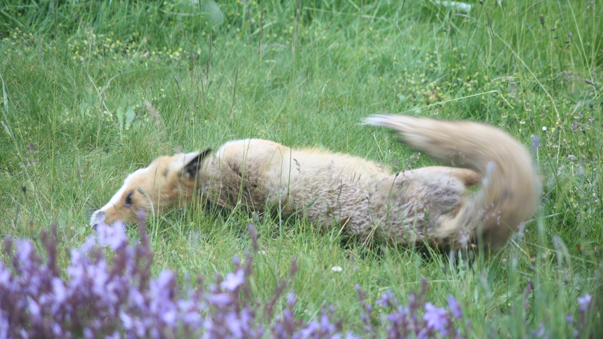 A fox rolling on the grass