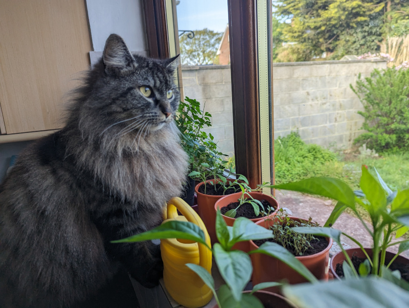 A cat peering over plants on a windowsill