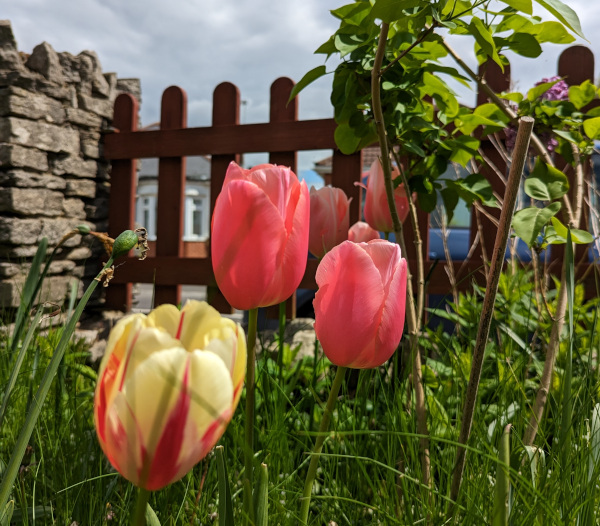 Brightly coloured tulips in front of a picket fence