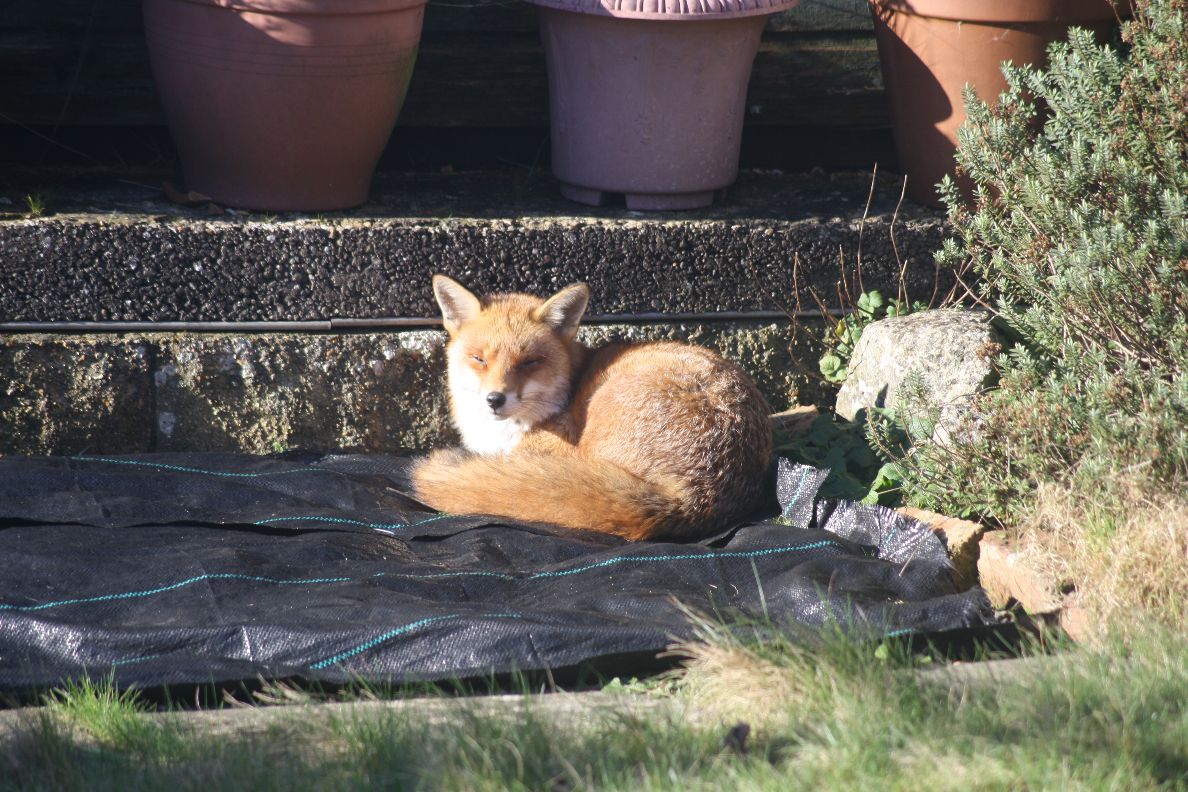 A fox curled up on tarpaulin