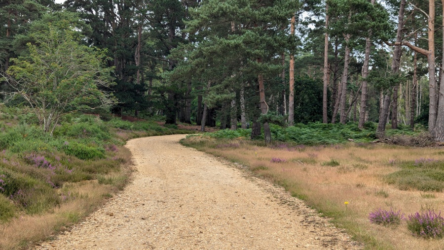 Forested path on Brownsea Island