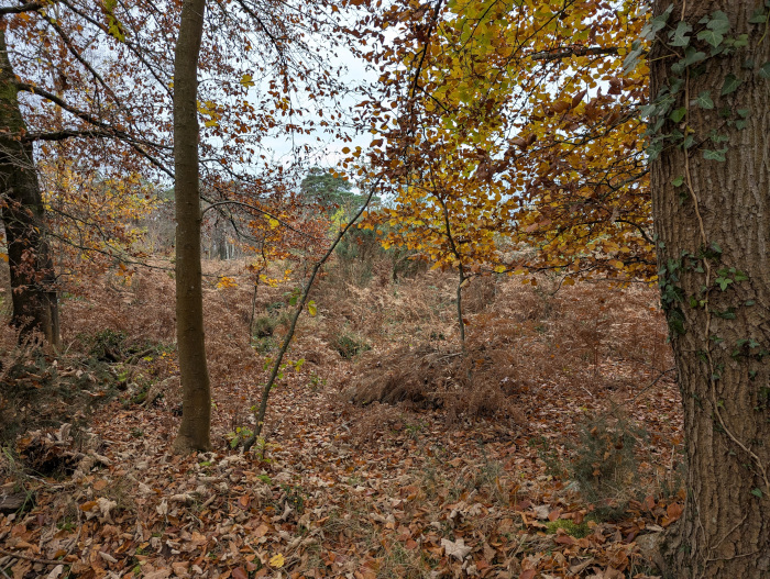 Brown trees, brown leaves on the ground, etc