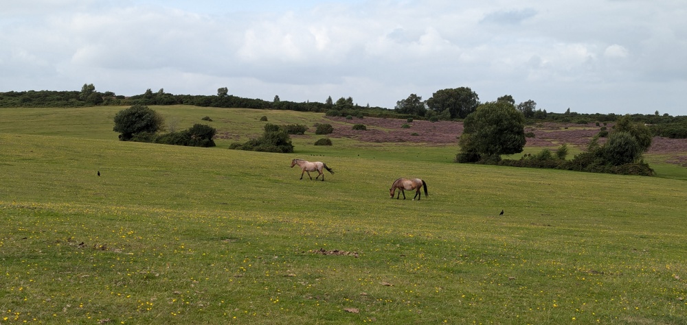 View of Horseshoe Bottom, with distant horses in the centre of the frame