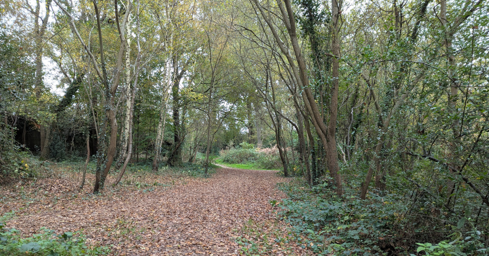 Footpath in a forest carpeted with brown leaves