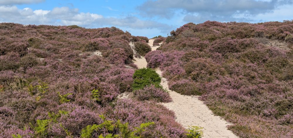 Sandy path up through a bank of heath