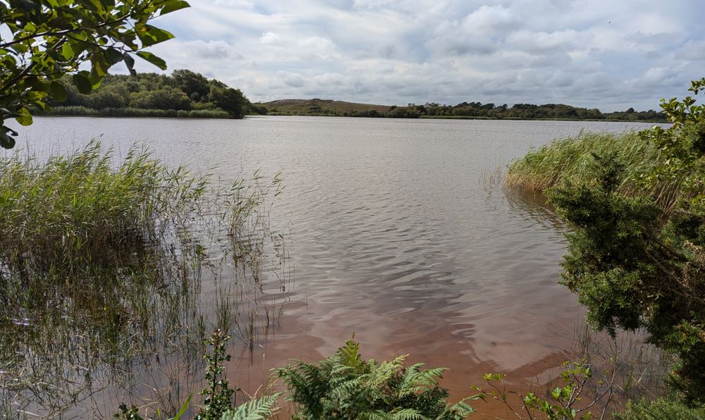 View of a lake with many reeds by the shore