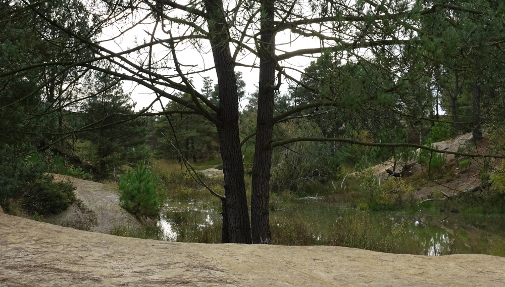 Former clay pits on Upton Heath