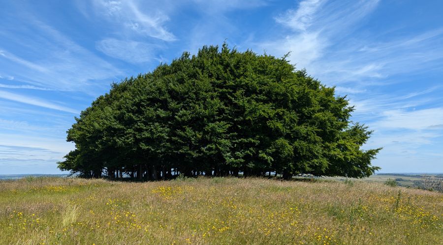 Photo of the trees at the top of Win Green