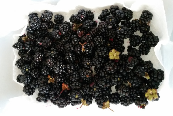 Blackberries