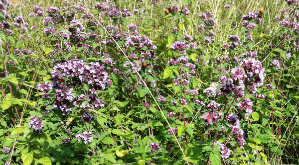 Oregano plant