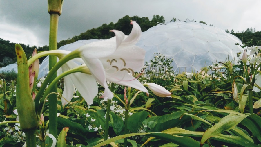 Lily at the Eden Project