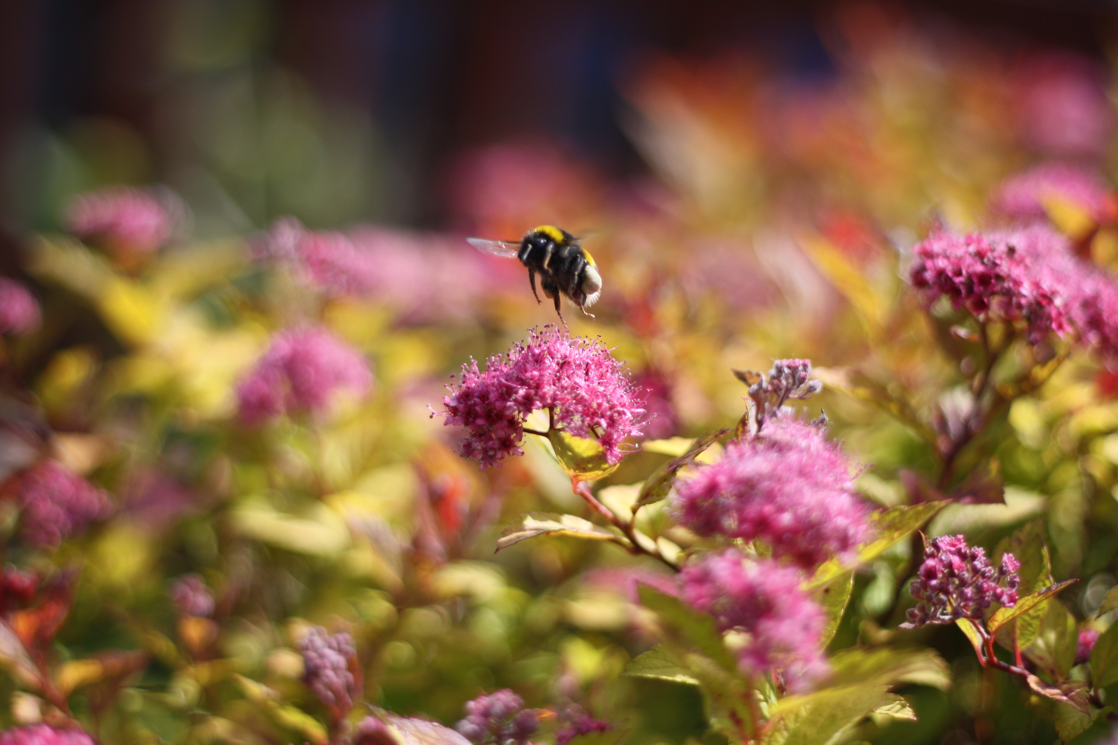 A bee on a flower