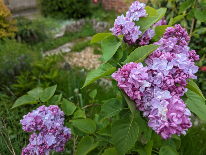 Lilac blossom on a small tree