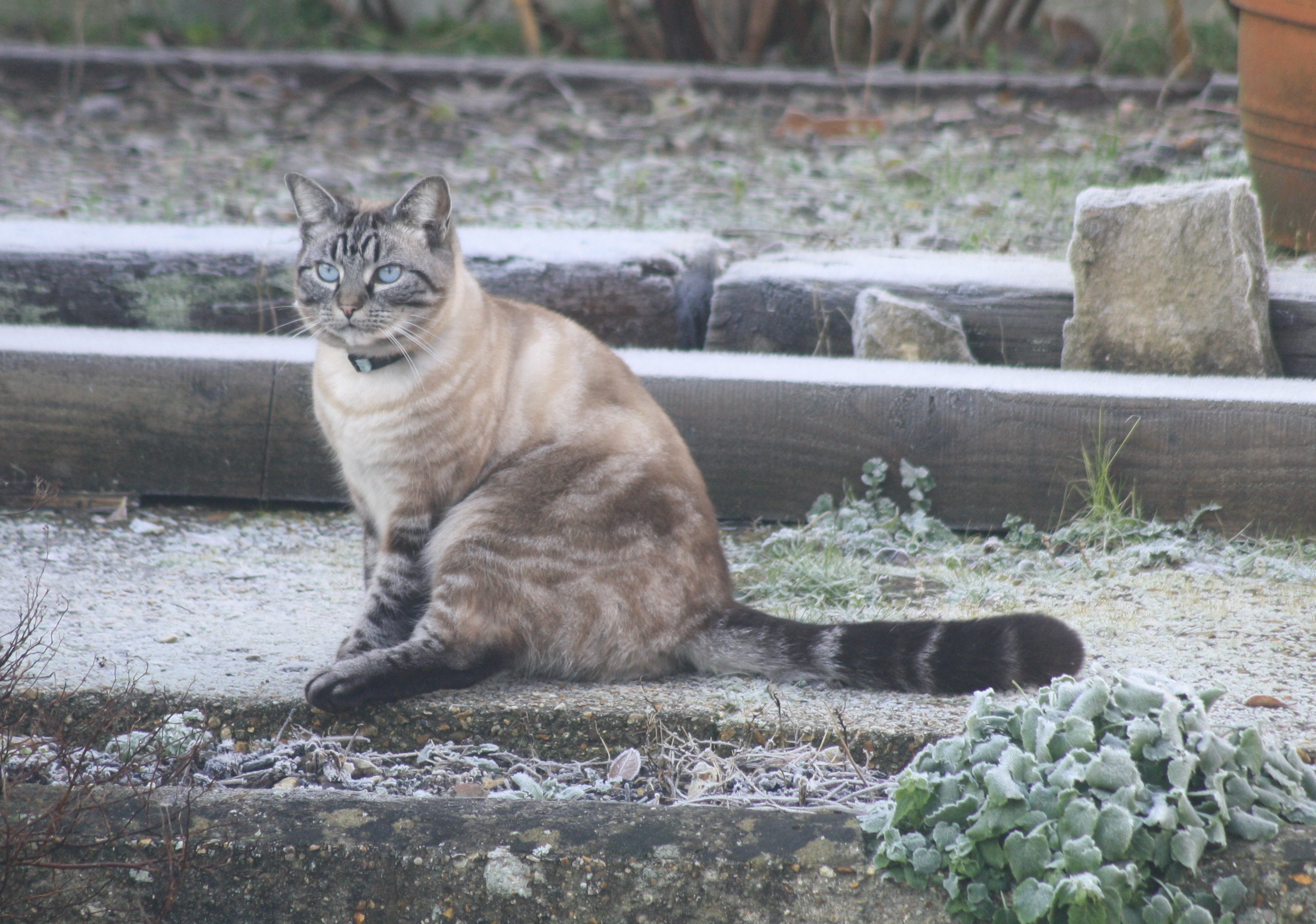 A cat sitting on frozen ground