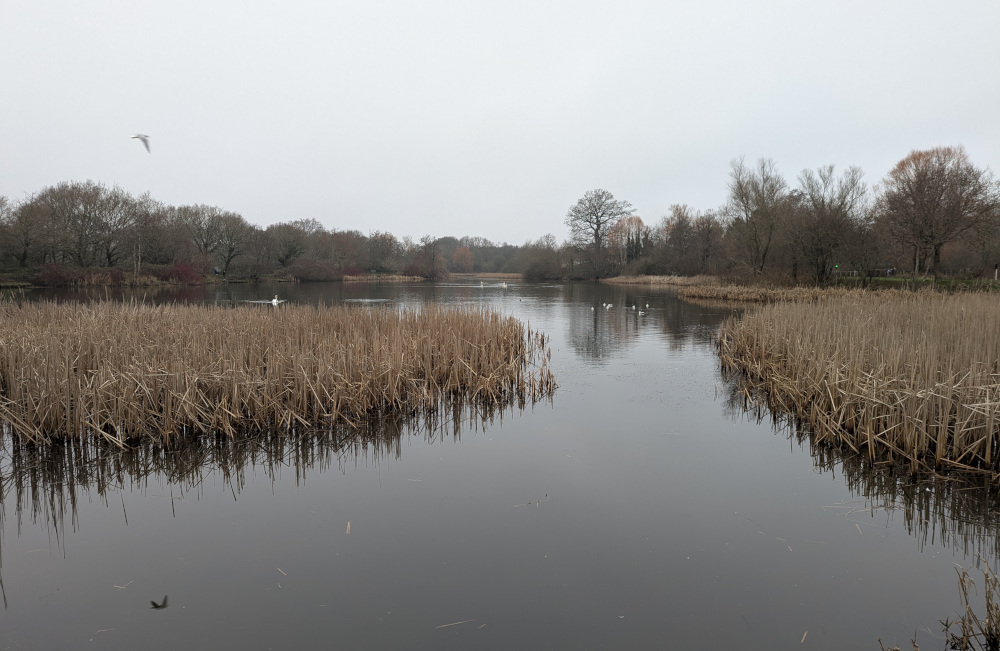 A lake with rushes and birds, under a grey sky