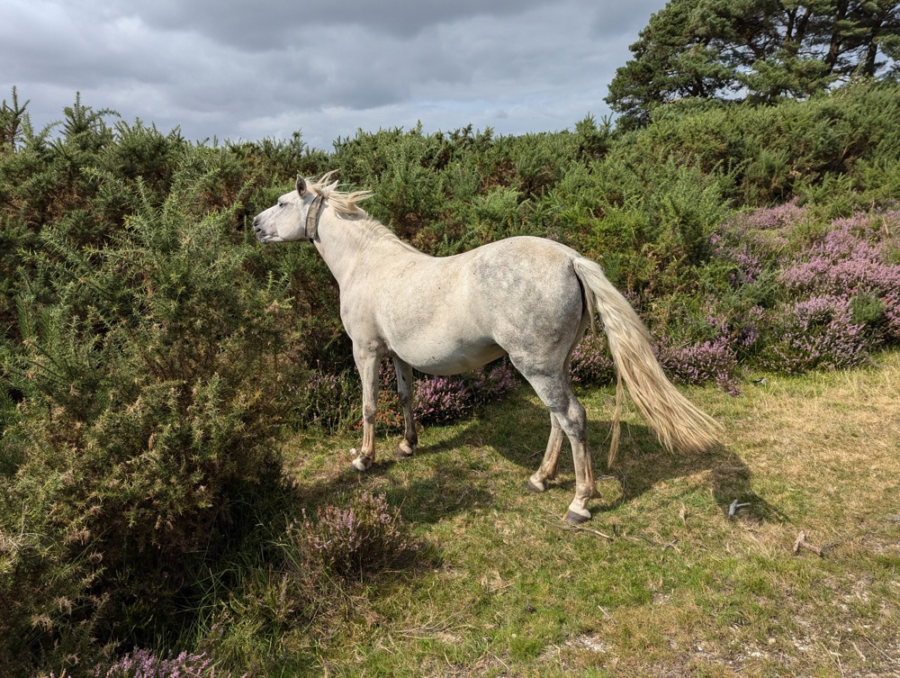 White horse grazing on a furze bush