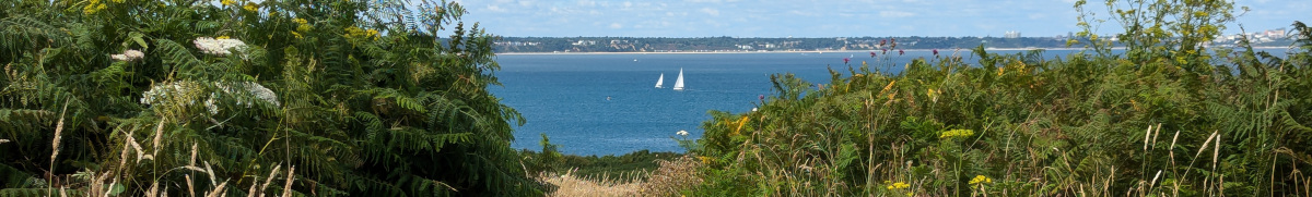 Sea and sailing yachts viewed through a gap in a hedgerow