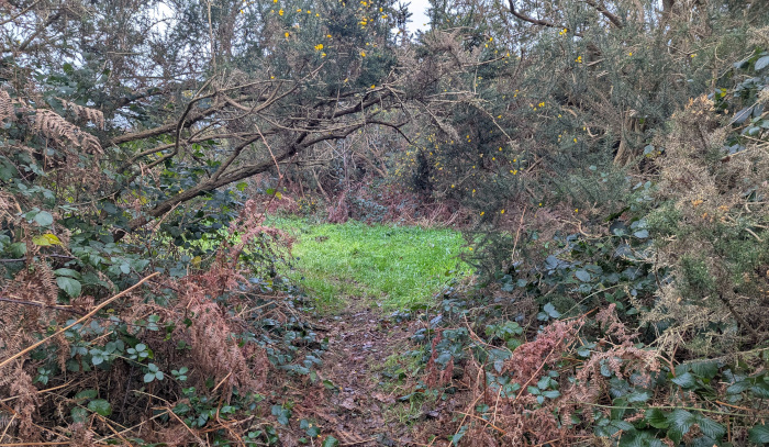 A patch of green grass viewed through an arch of bushes