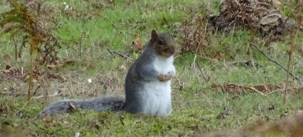 A grey squirrel on the grass