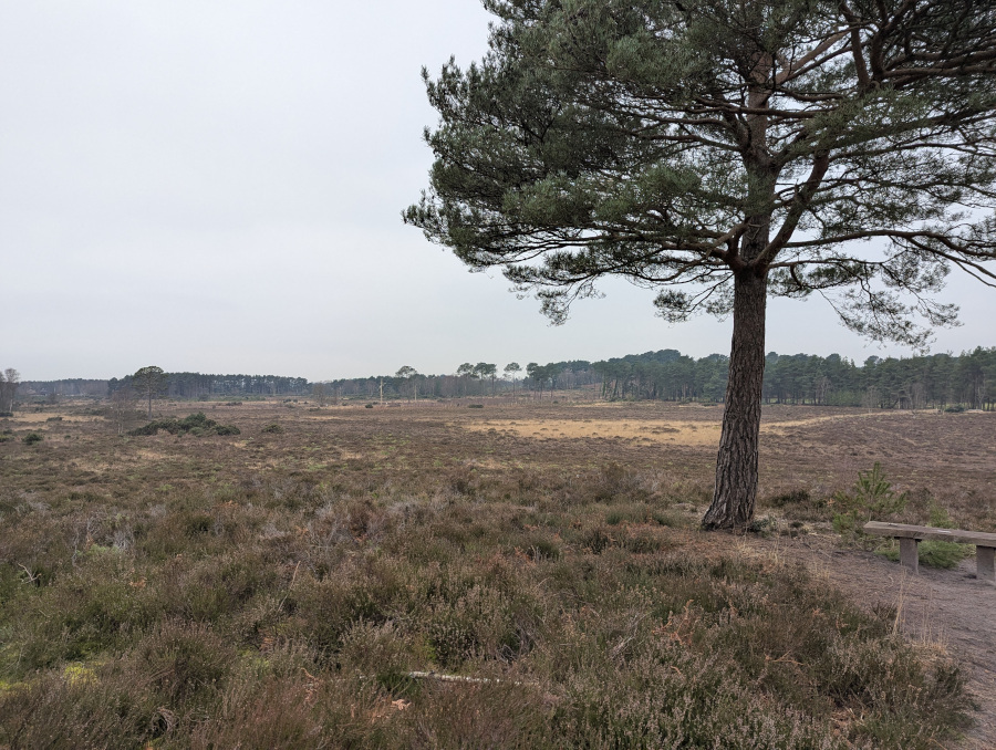 A tree in the foreground, with heathland behind. The sky is overcast.