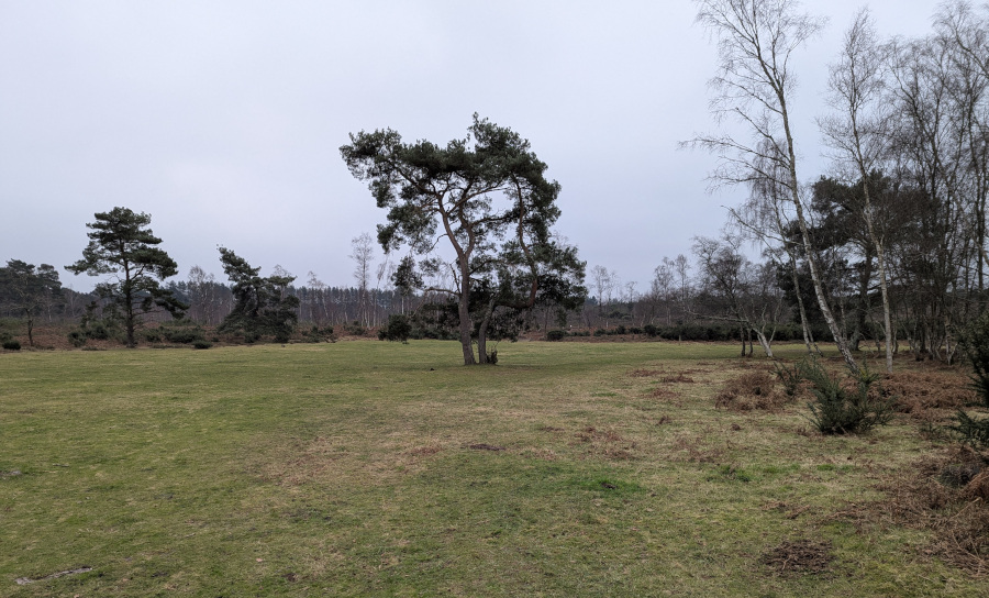 A tree in the middle of a grassy area, surrounded by heath