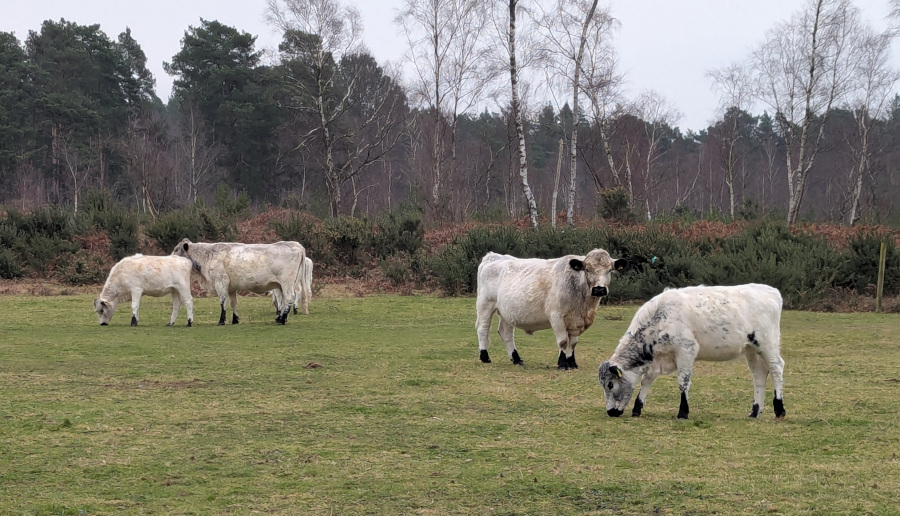 Some white cows