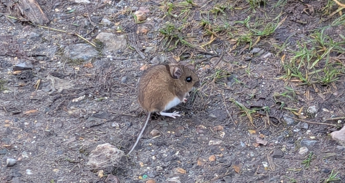 A brown mouse on a dirt path