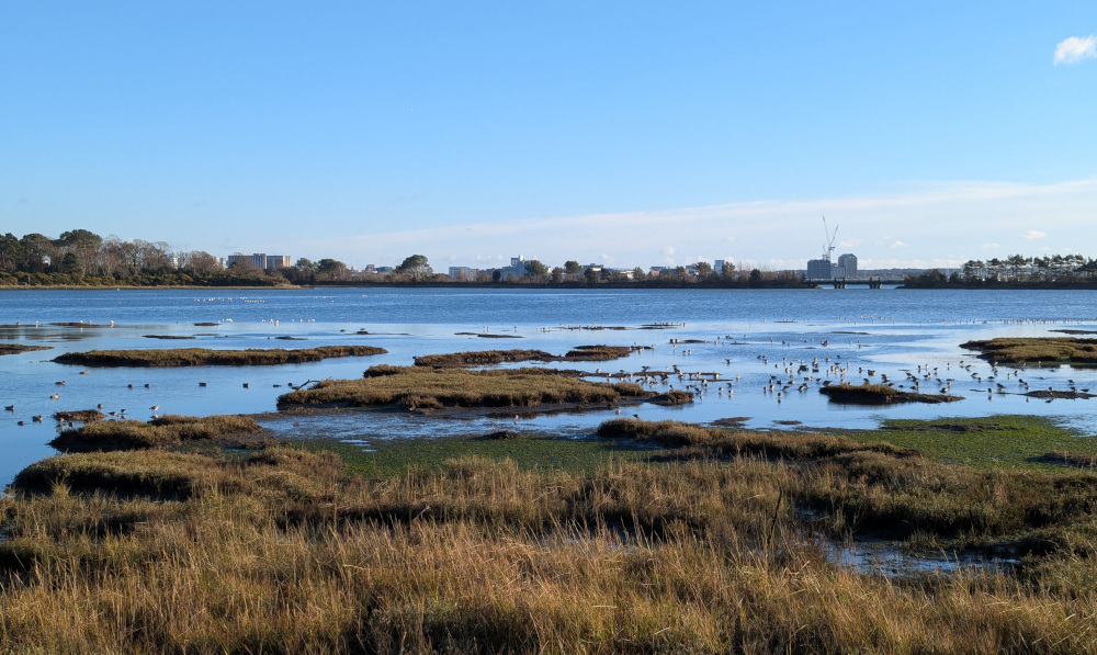 Marshy wetland with deeper water in the distance, birds swimming