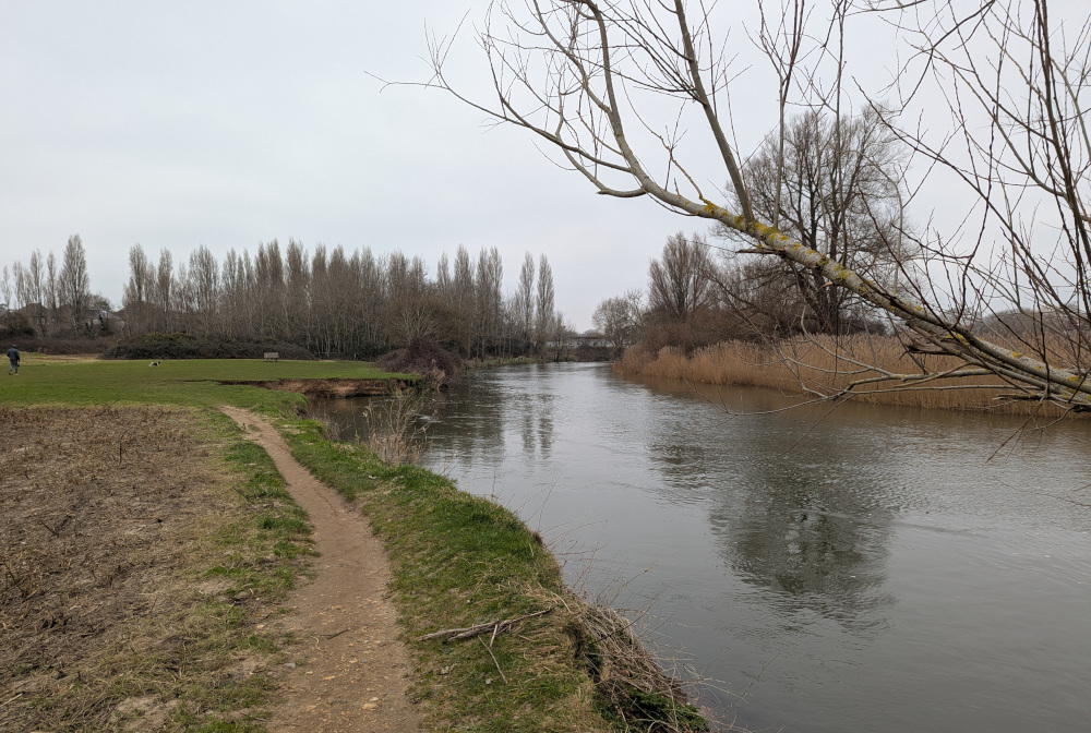 A grey river framed by a grassy bank, rushes, and a bare tree