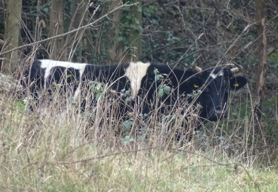 A horned black-and-white cow in the undergrowth