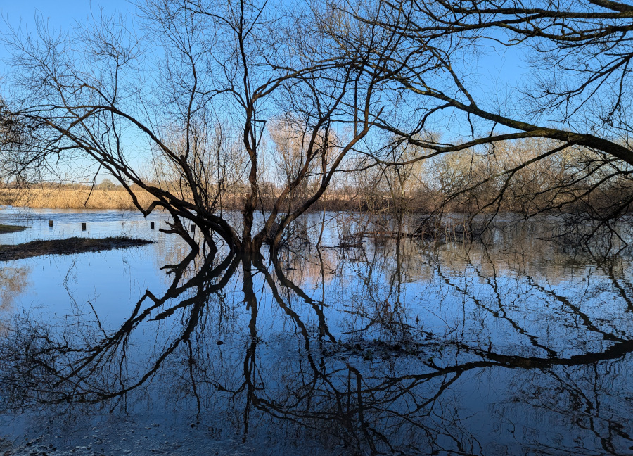 The River Stour in full flood, with trees partly submerged in the water