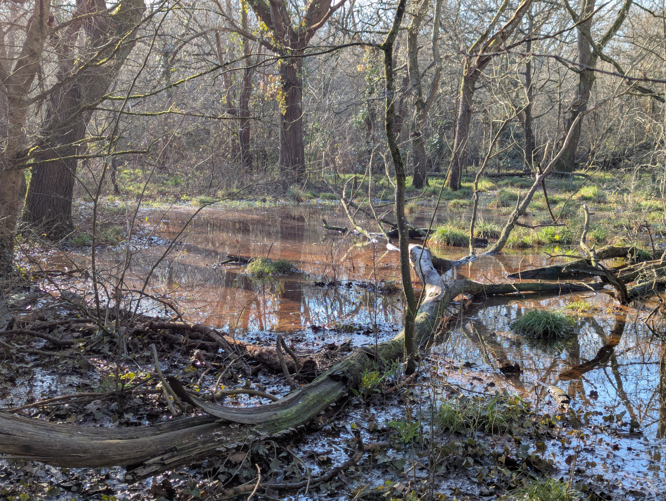 A shallow brown-coloured lake (or oversized puddle) amongst the trees