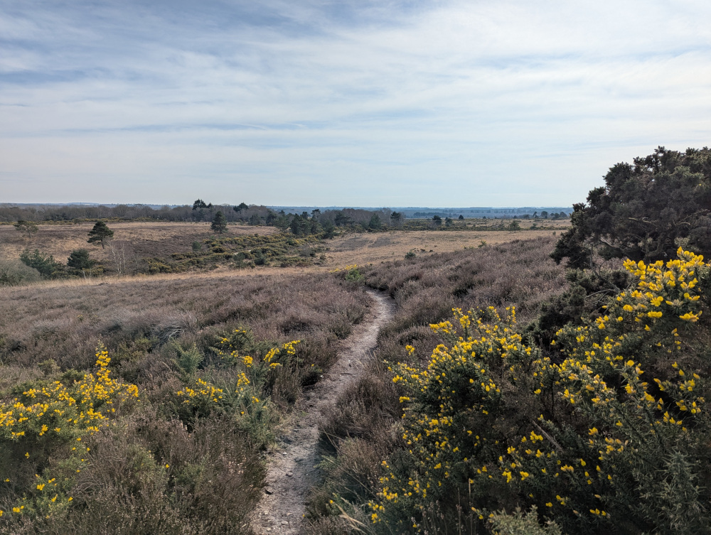 A footpath leading down through heather and gorse bushes