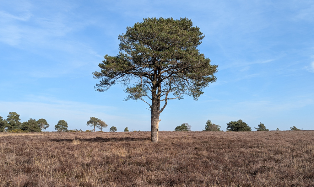 A solitary birch tree surrounded by heather and sky