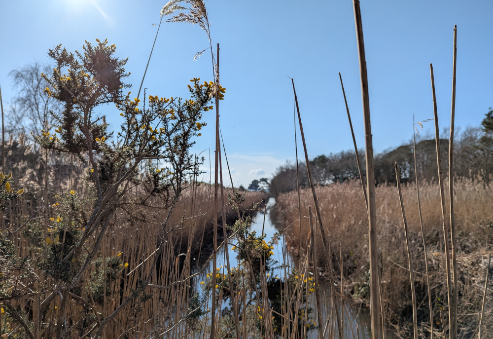 Photo of a small reed-lined stream with reeds and furze in the foreground