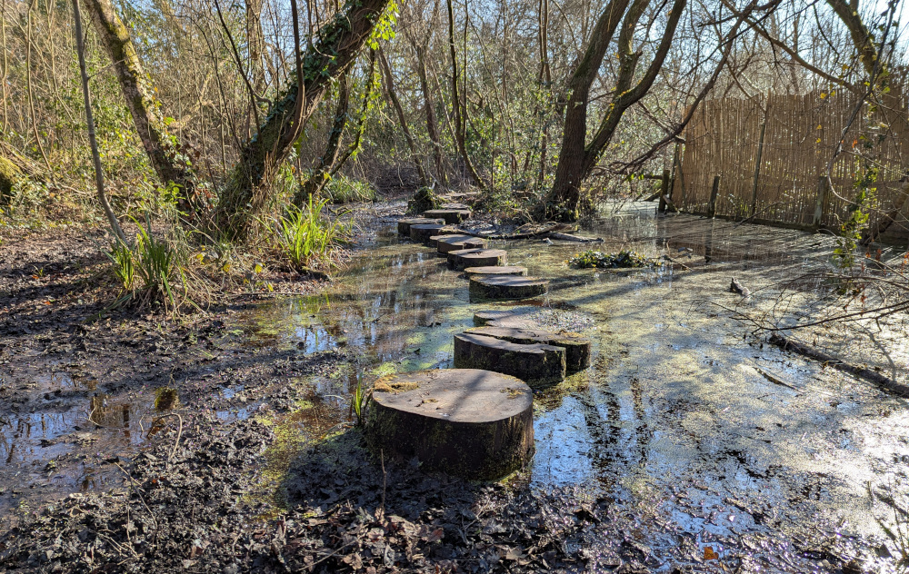 A bog with stepping-stone logs barely above the water line