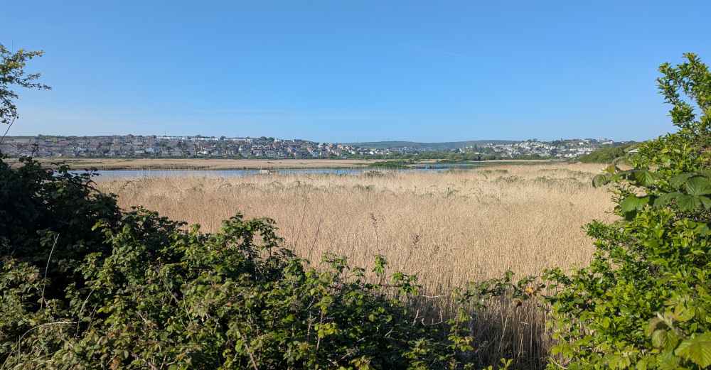 View of marshland from between bushes, a housing estate on a hill in the distance