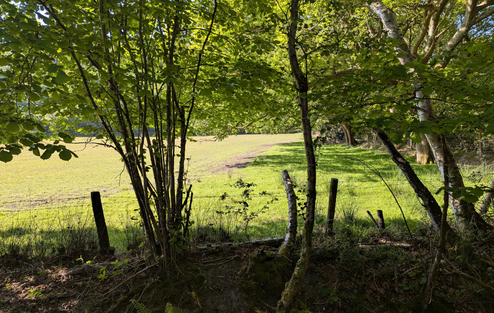 A fenced off grassy field between some trees
