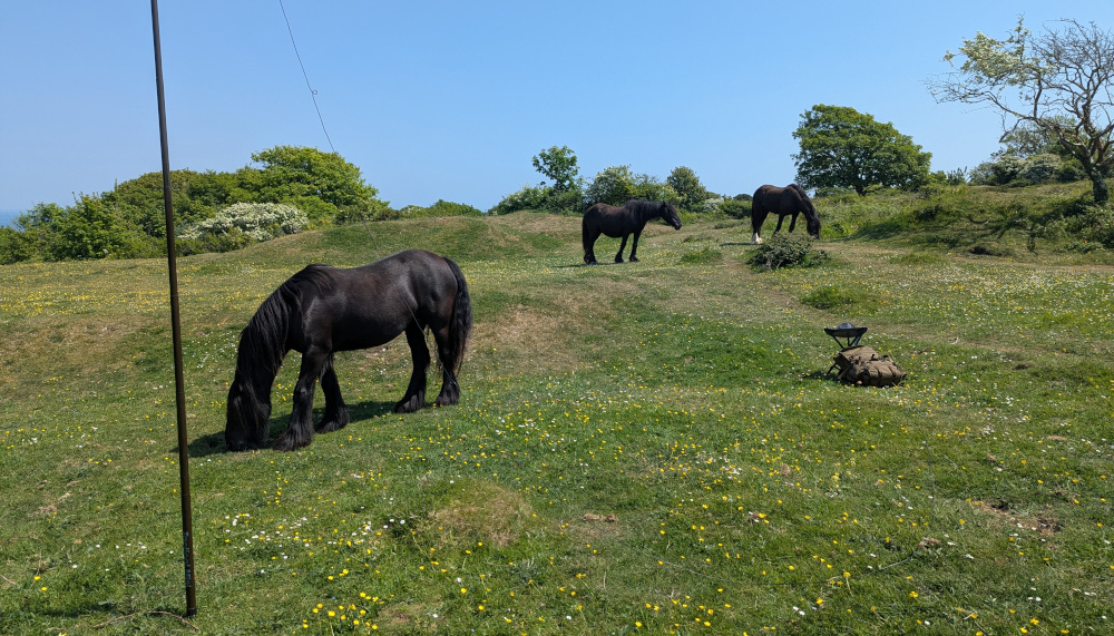 Three black horses around my antenna pole, seat and backpack