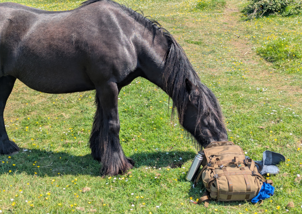 Horse with its nose in my backpack