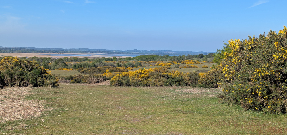 View over Poole Harbour with grass and heath in the foreground