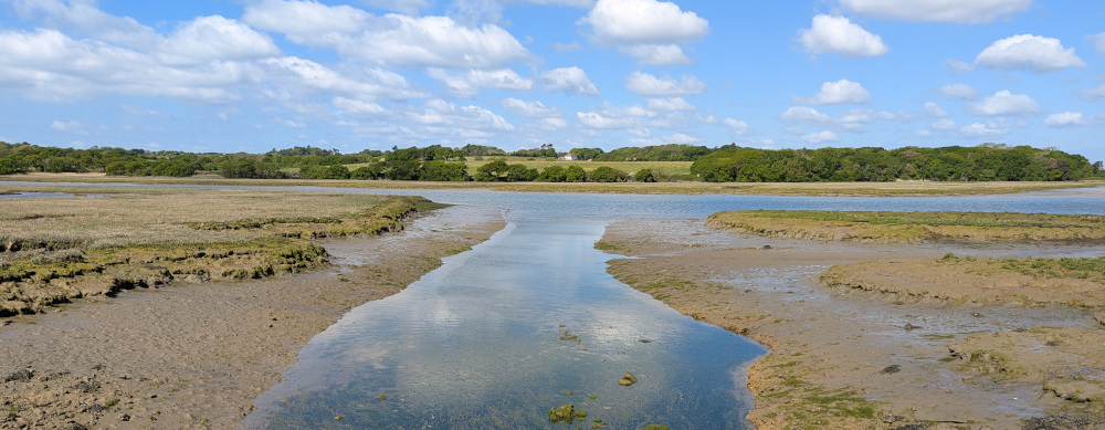 Muddy water surrounded by mudflats and reeds
