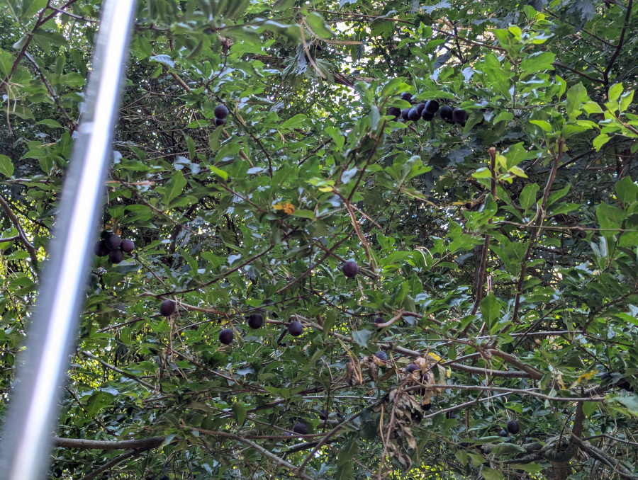 Antenna whip surrounded by damsons on a tree