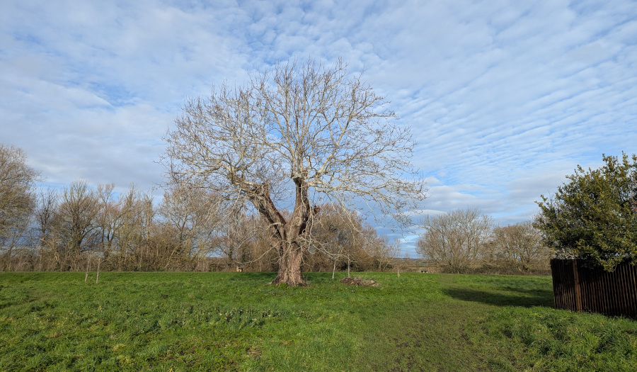 The Walnut Tree