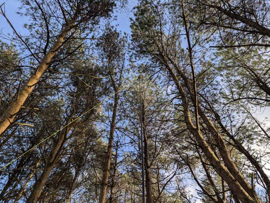 Photo looking vertically upwards at an antenna among trees