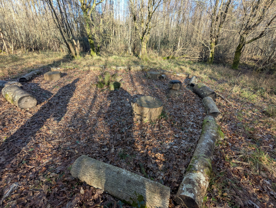 Circle of logs on the ground, surrounding some larger stumps.
