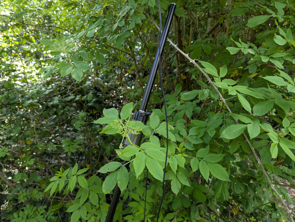 Antenna loading coil resting in tree